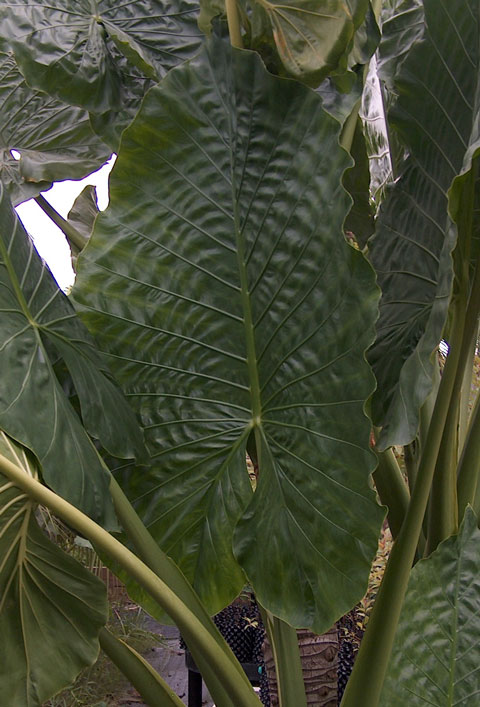 Alocasia Borneo Giant leaf
