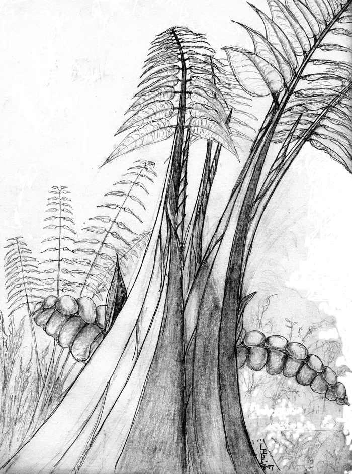 Pinnatidendron 4 leaf stage